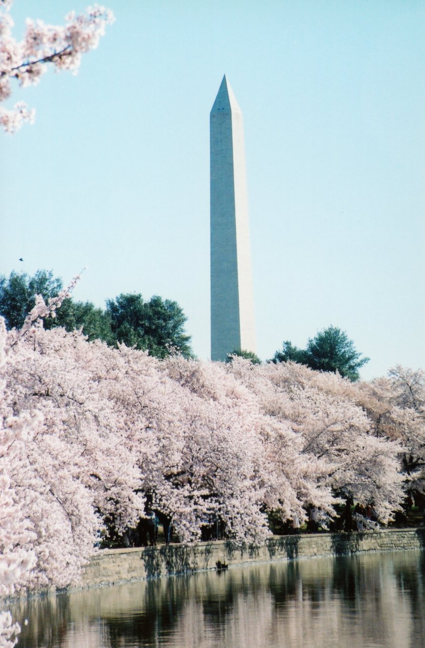 A and M DC walkabout cherry blossom 4